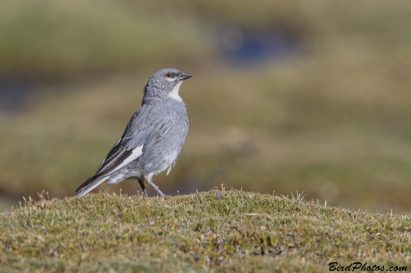 Glacier Finch