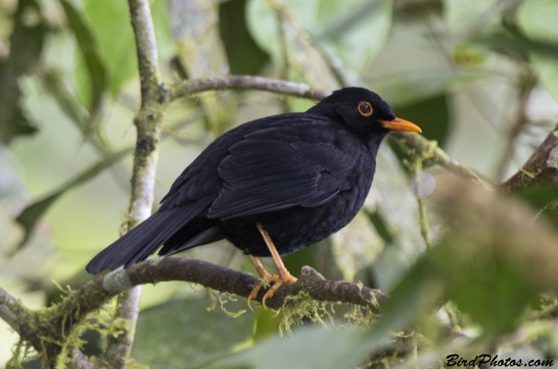 Glossy-black Thrush