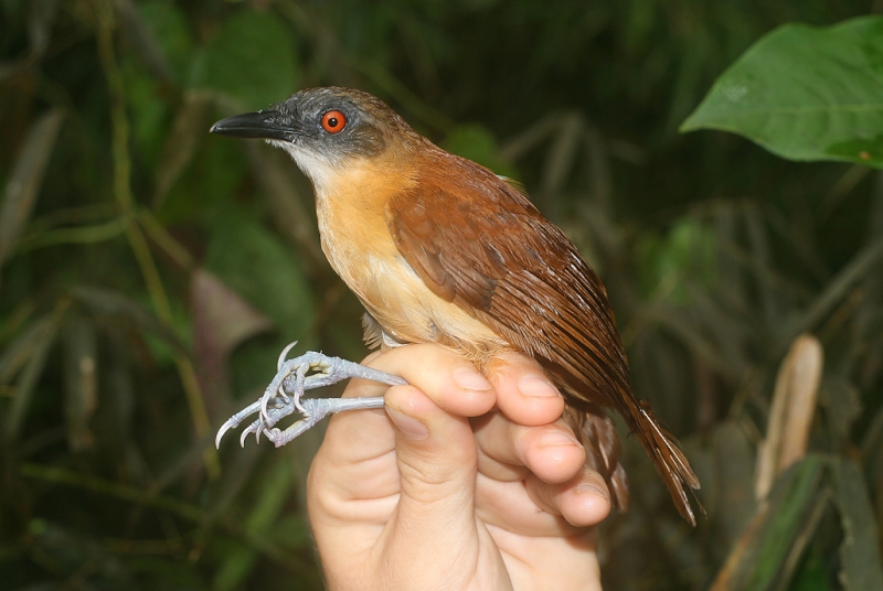 Goeldi's Antbird