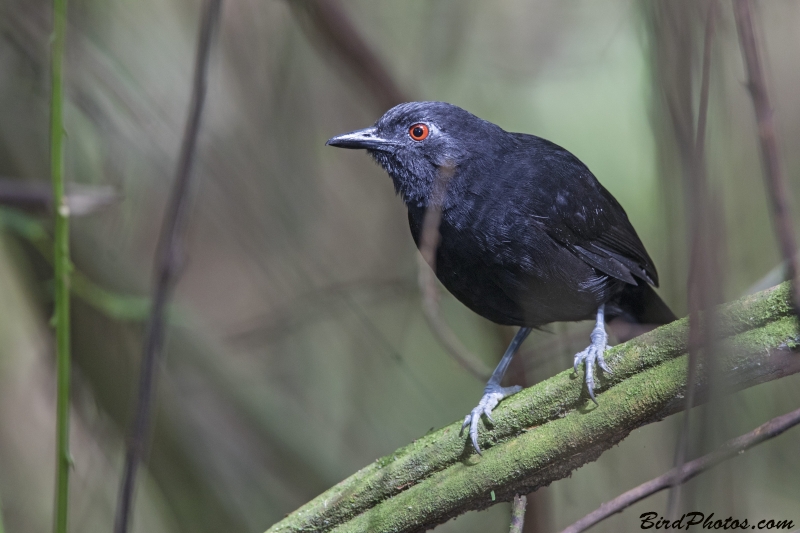 Goeldi's Antbird