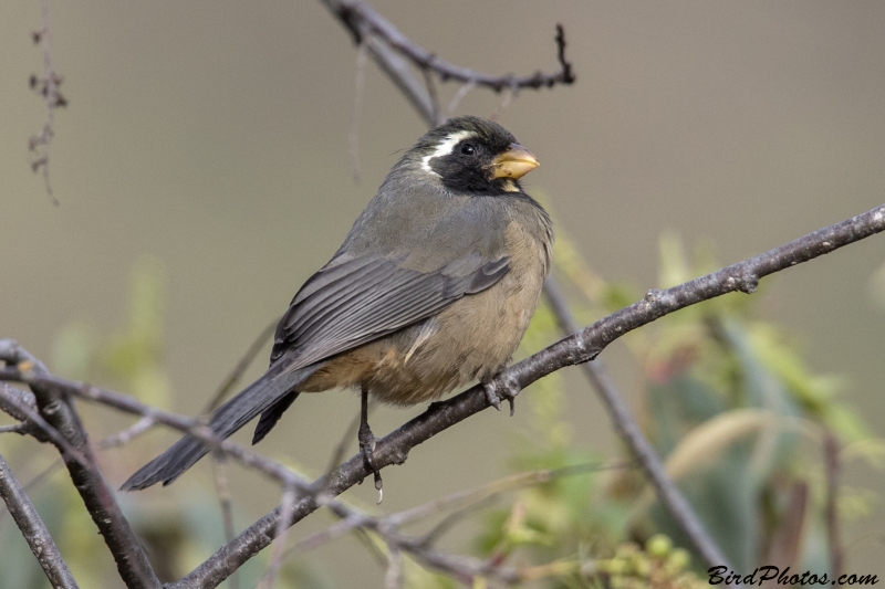 Golden-billed Saltator