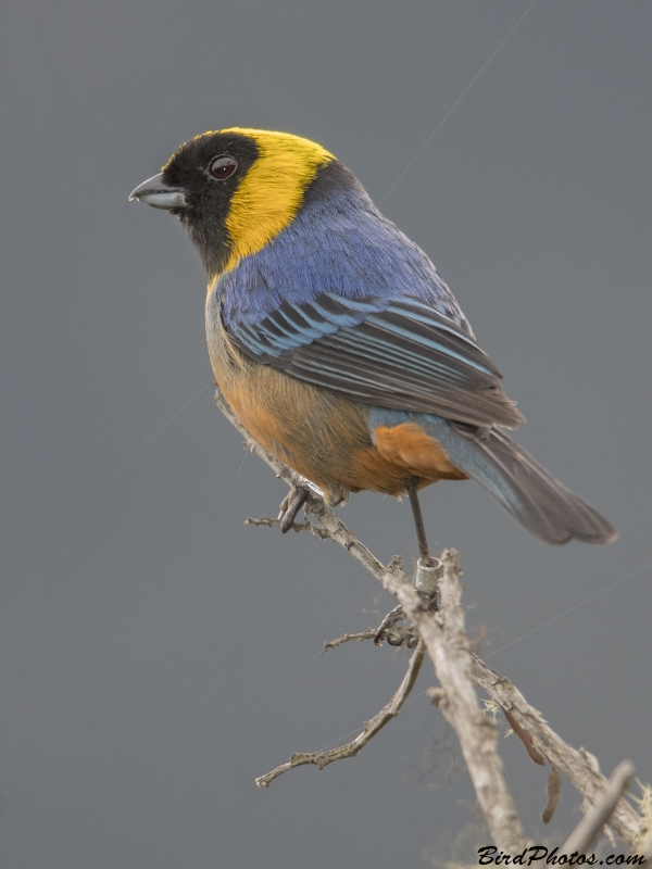 Golden-collared Tanager