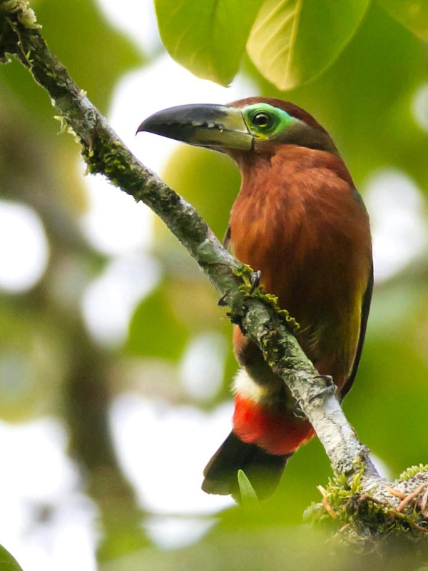 Golden-collared Toucanet