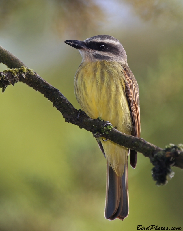 Golden-crowned Flycatcher