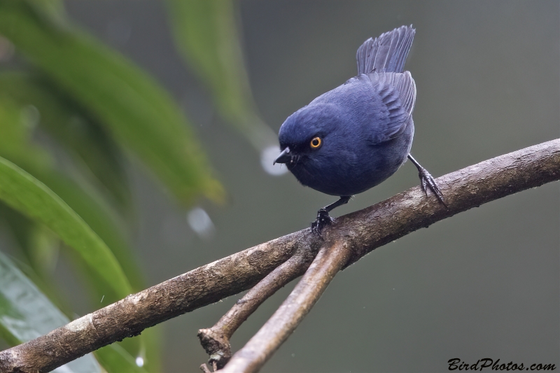 Golden-eyed Flowerpiercer