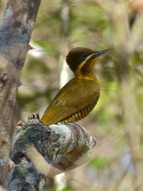 Golden-green Woodpecker