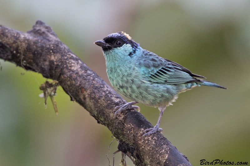 Golden-naped Tanager