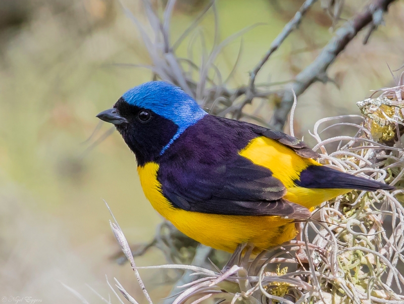 Golden-rumped Euphonia