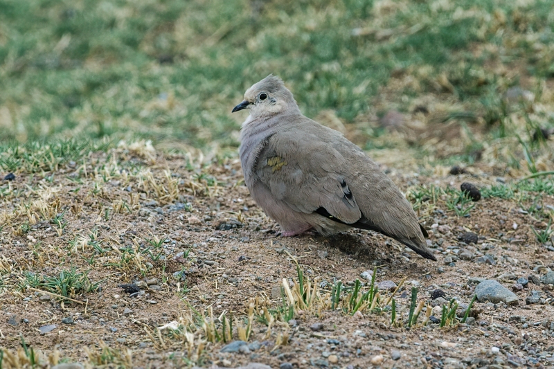 Golden-spotted Ground Dove