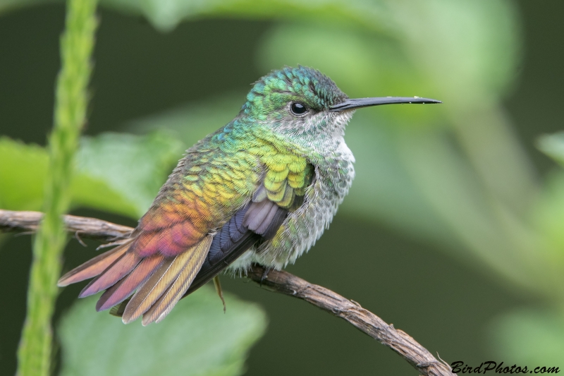 Golden-tailed Sapphire