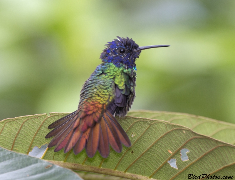 Golden-tailed Sapphire