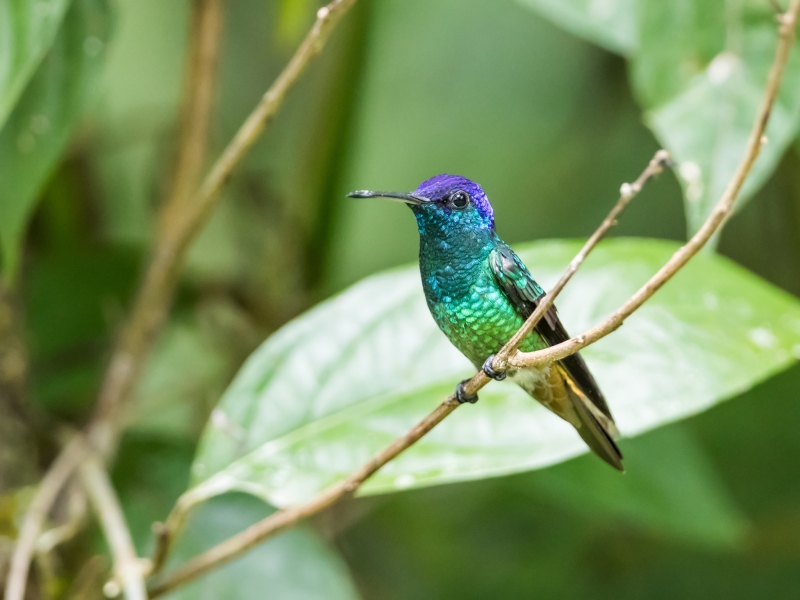 Golden-tailed Sapphire