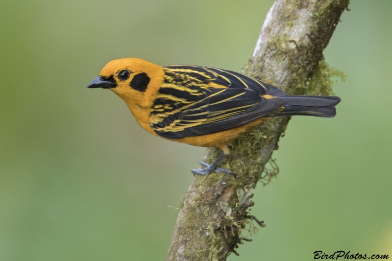 Golden Tanager