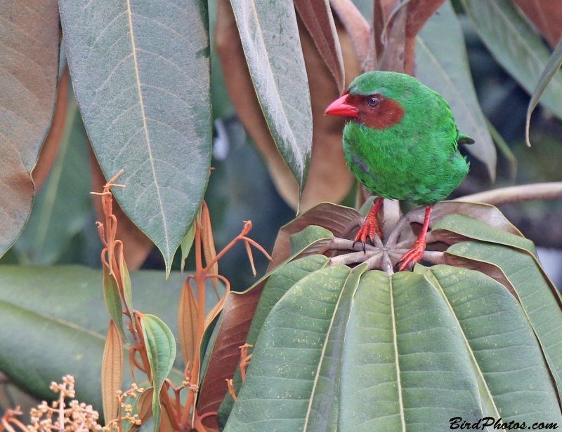 Grass-green Tanager