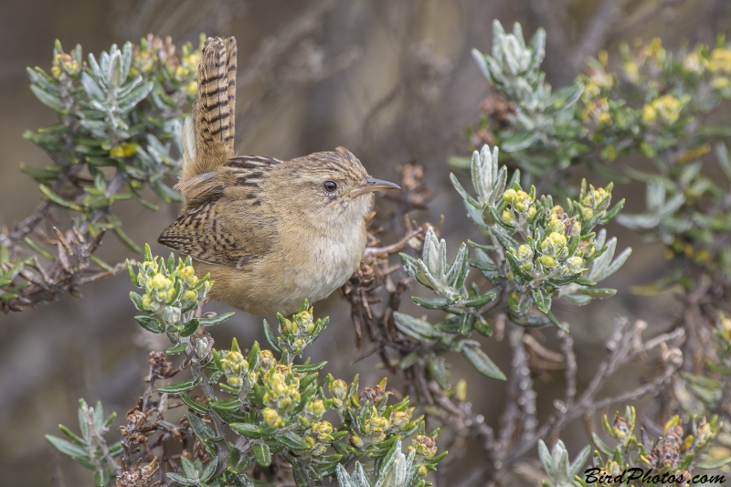 Grass Wren