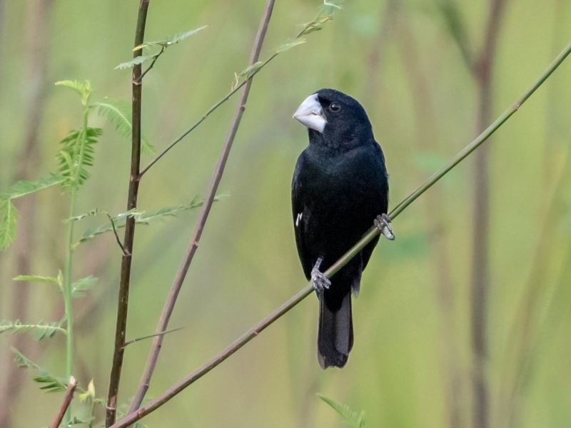 Great-billed Seed Finch