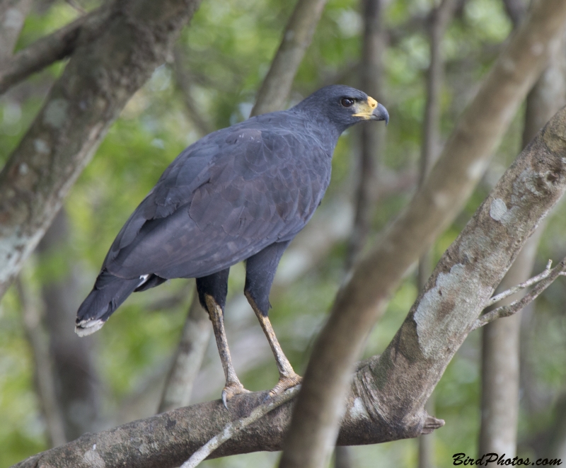 Great Black Hawk