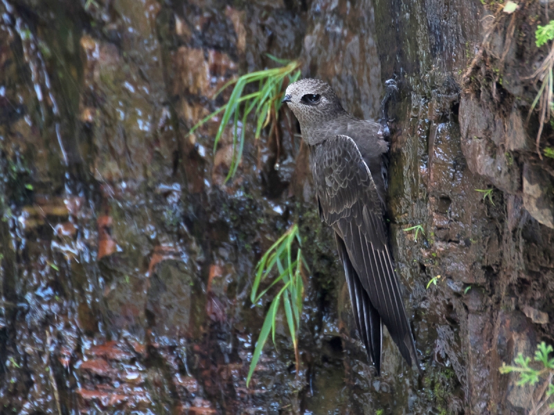 Great Dusky Swift