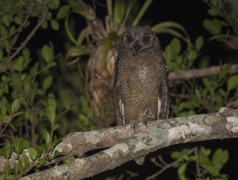 Great Horned Owl