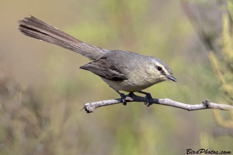 Greater Wagtail-Tyrant