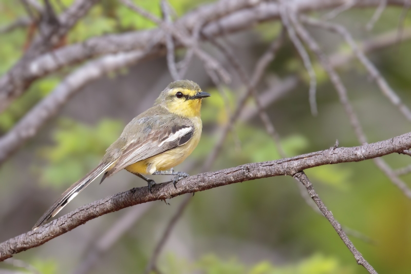 Greater Wagtail-Tyrant