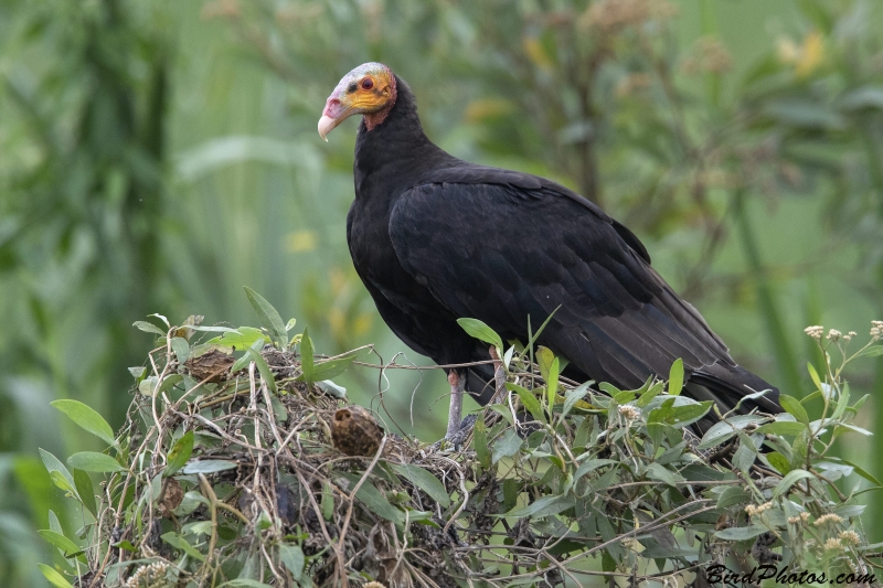 Greater Yellow-headed Vulture