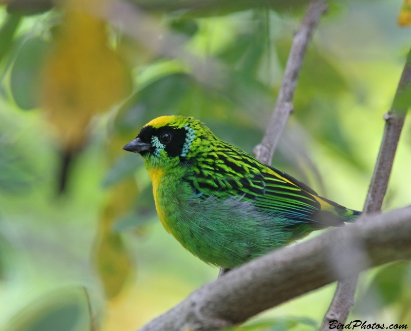 Green-and-gold Tanager