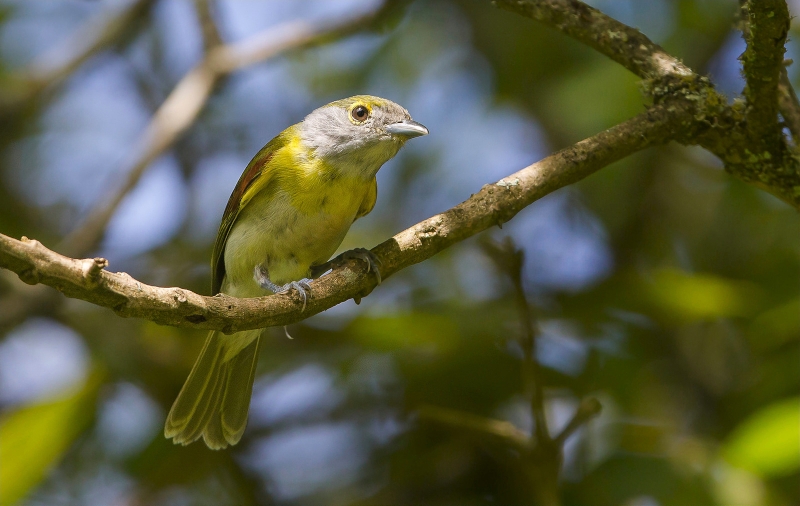 Green-backed Becard