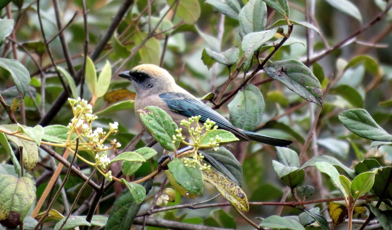 Green-capped Tanager