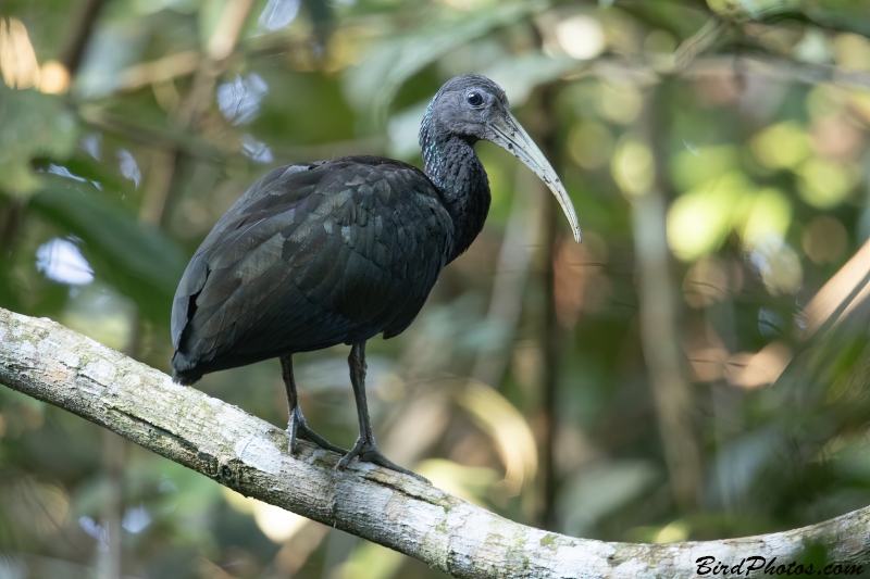 Green Ibis