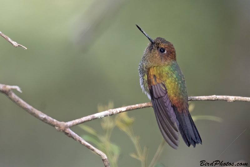 Greenish Puffleg