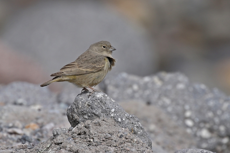 Greenish Yellow Finch