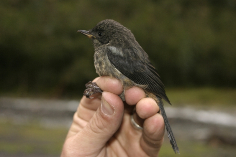 Grey-bellied Flowerpiercer