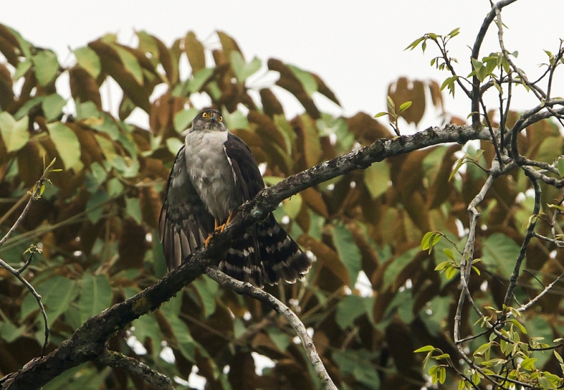 Grey-bellied Hawk