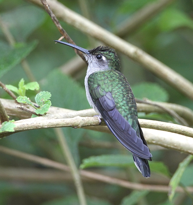 Grey-breasted Sabrewing