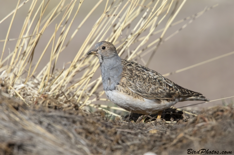 Grey-breasted Seedsnipe