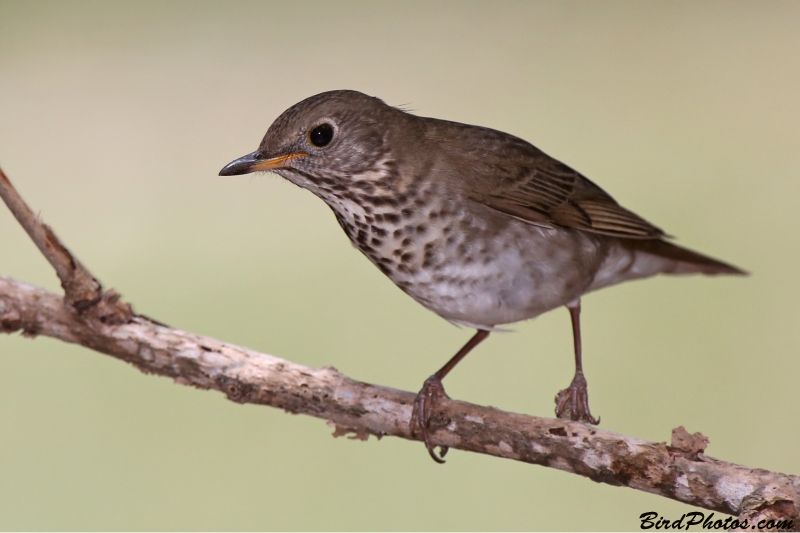 Grey-cheeked Thrush