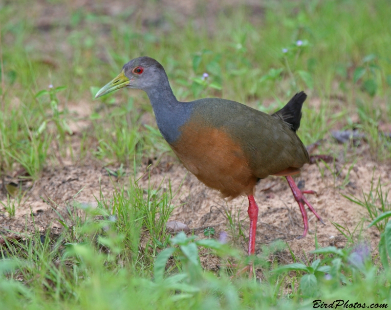 Grey-cowled Wood Rail