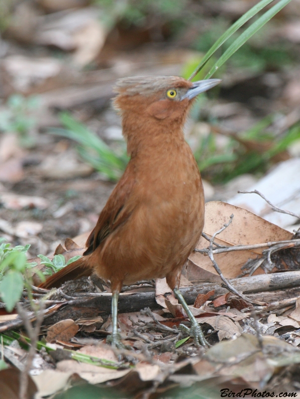 Grey-crested Cacholote