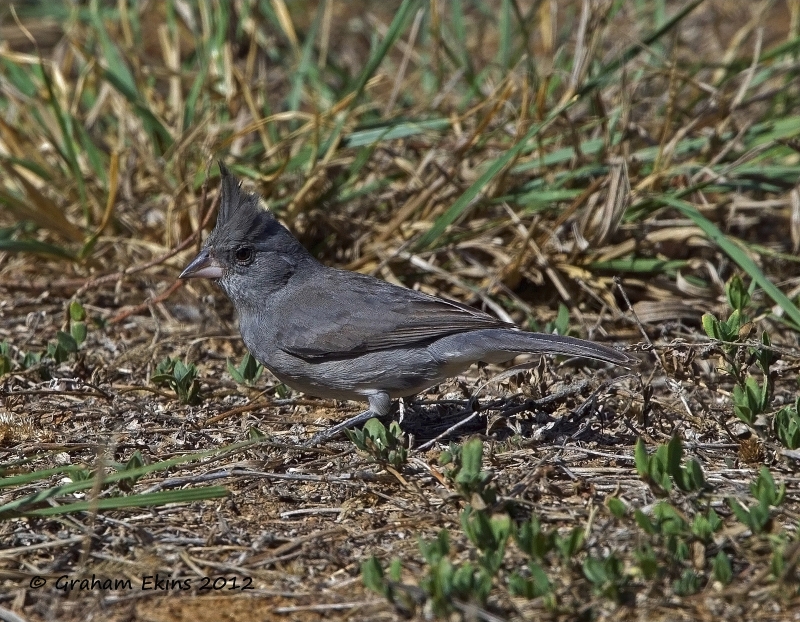 Grey-crested Finch