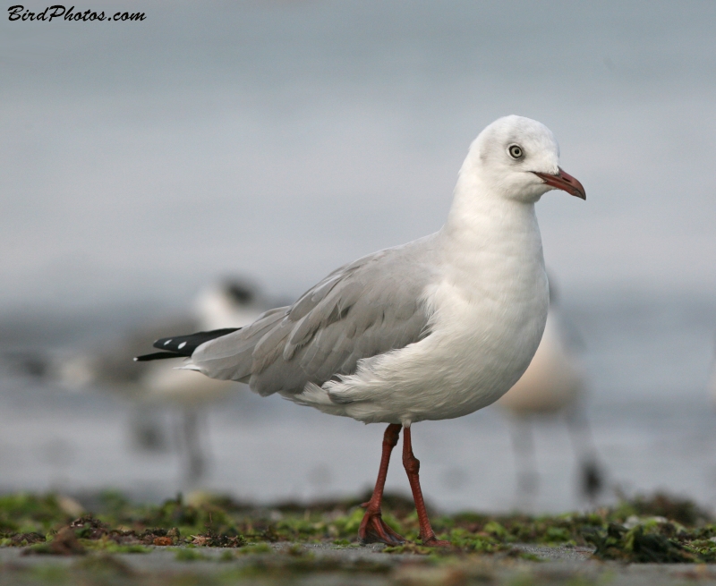 Grey-headed Gull