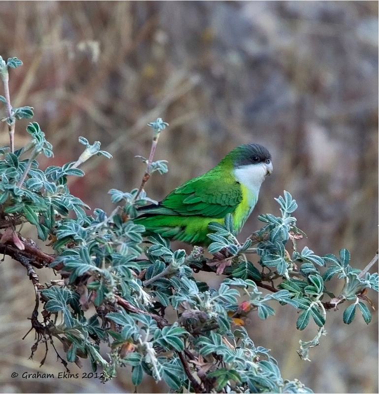 Grey-hooded Parakeet