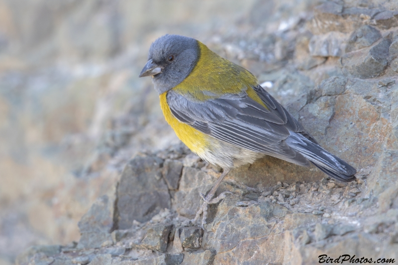 Grey-hooded Sierra Finch