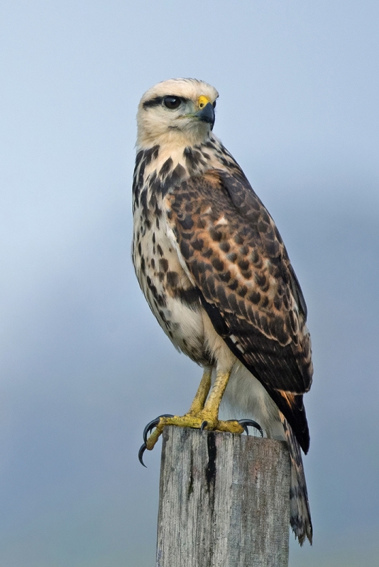 Grey-lined Hawk