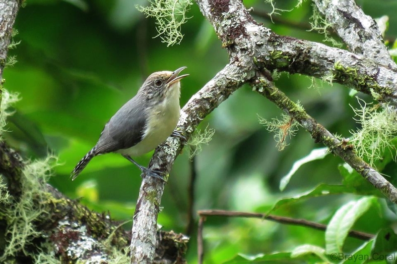 Grey-mantled Wren