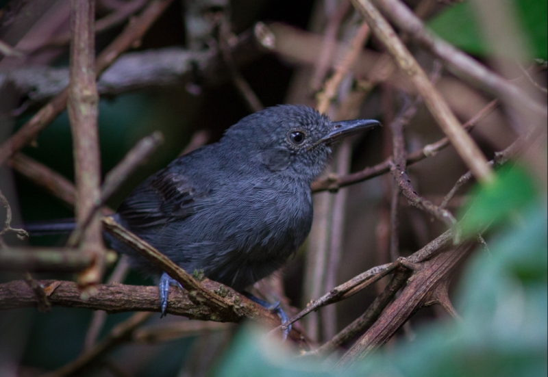 Grey Antbird