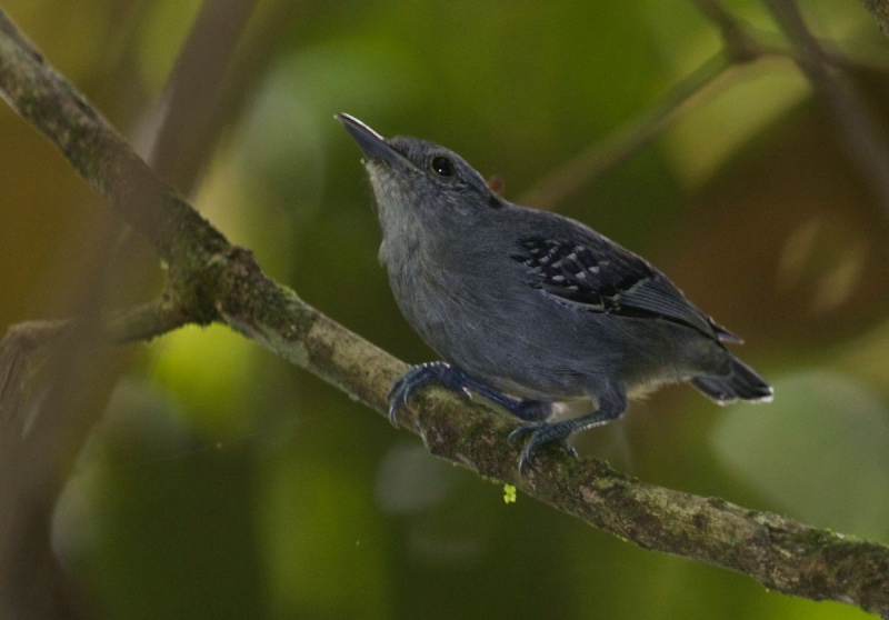 Grey Antwren