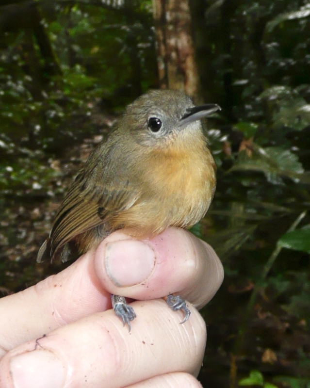 Grey Antwren