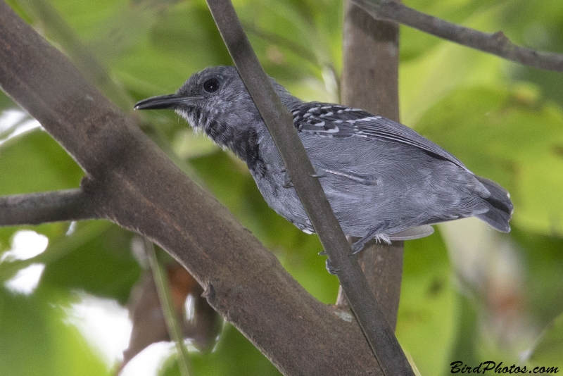 Grey Antwren