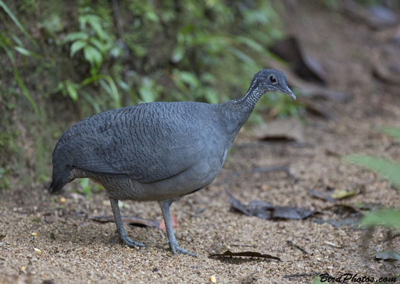 Grey Tinamou